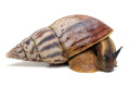 Achatina schweinfurthi semifusca Congo adult